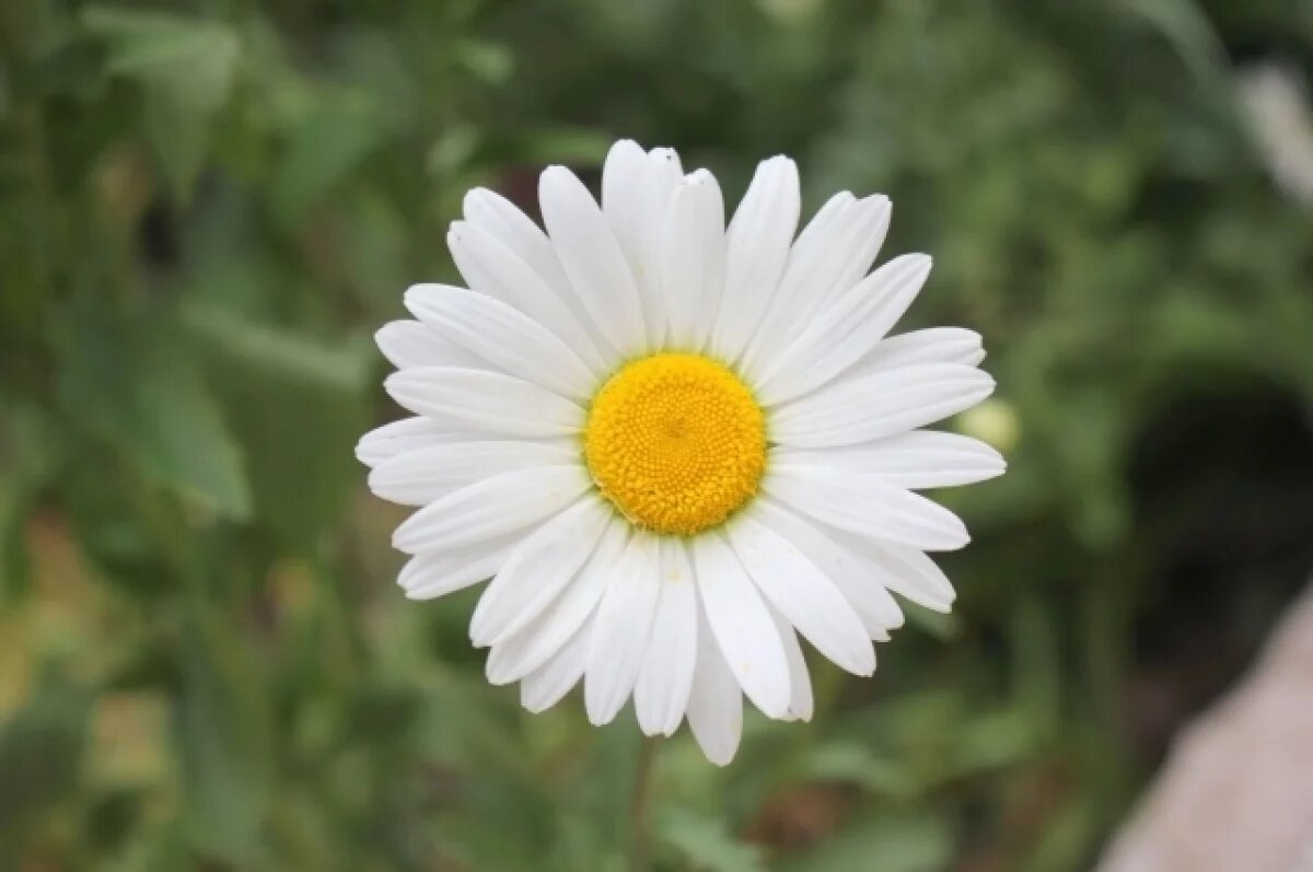    8 июня в Туле прогнозируют небольшой дождь и до +30