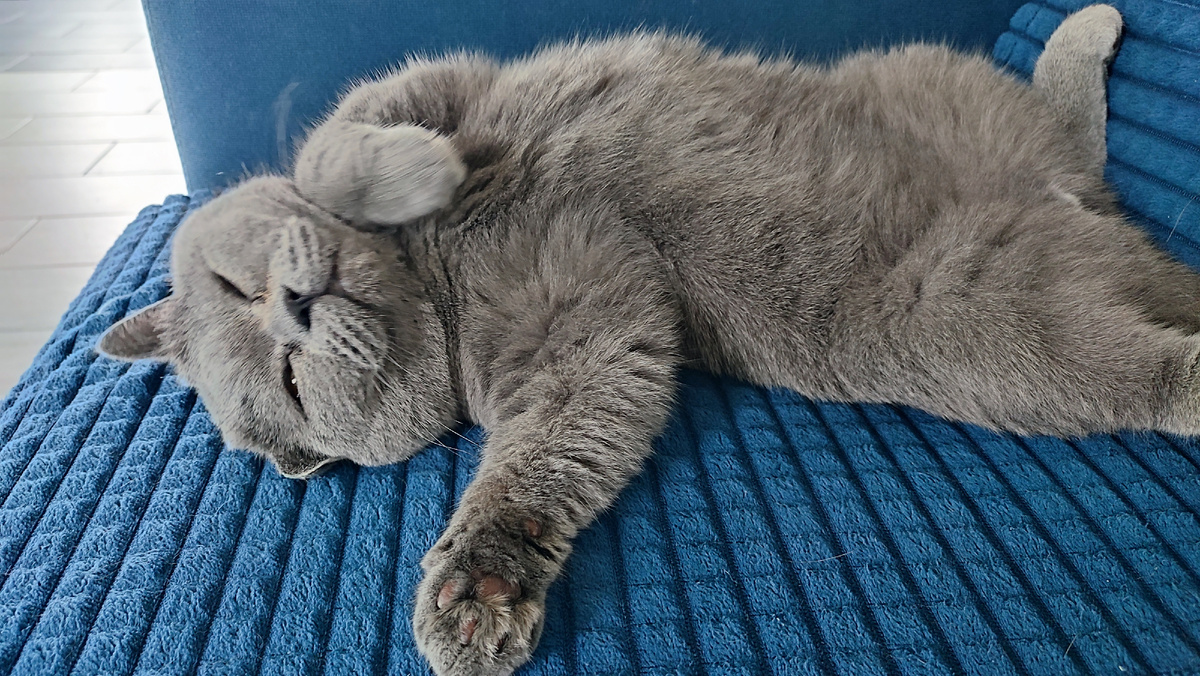 Мартин наелся и уснул