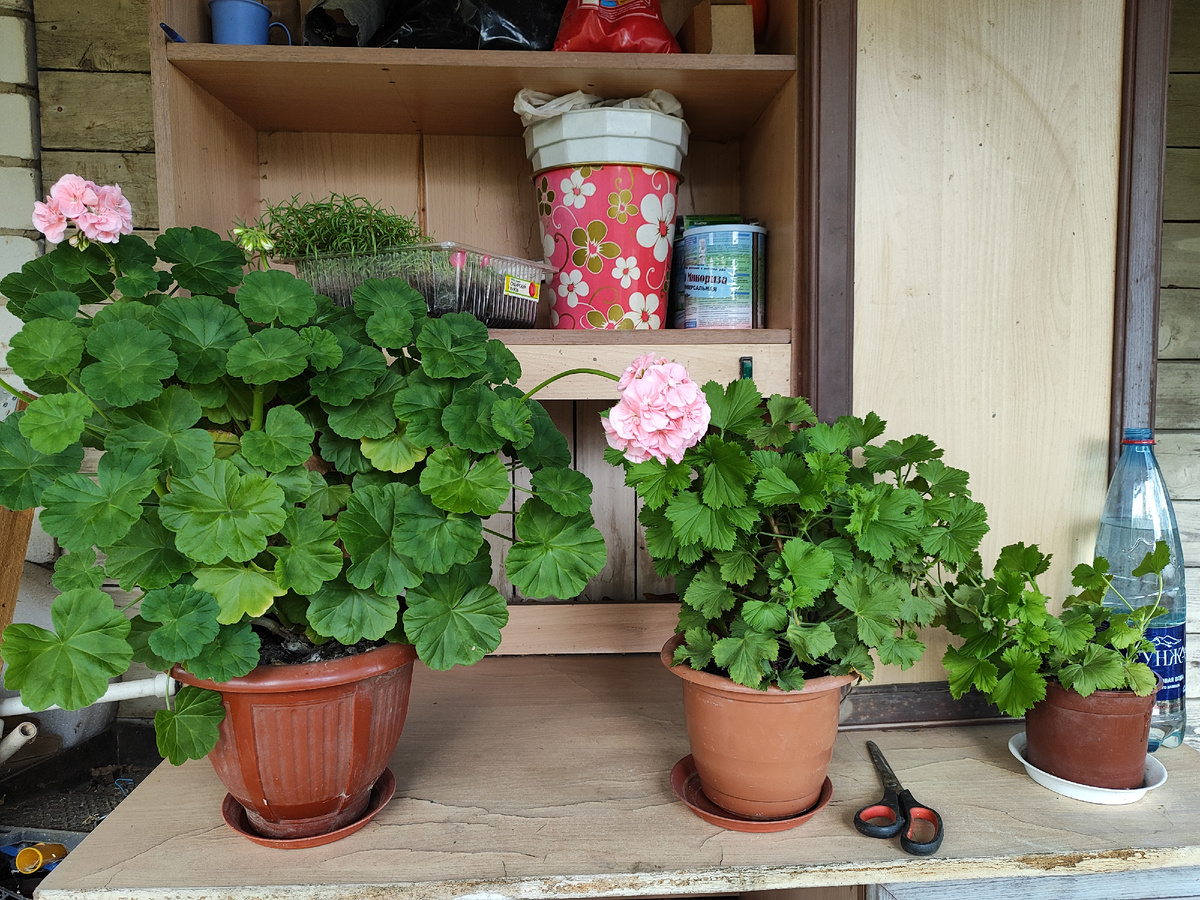 Выставила герани, иначе место опять займет всякий хлам.
