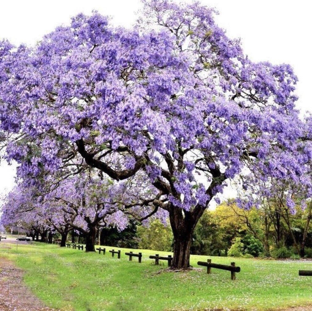 Павловния. Фото с просторов интернета.