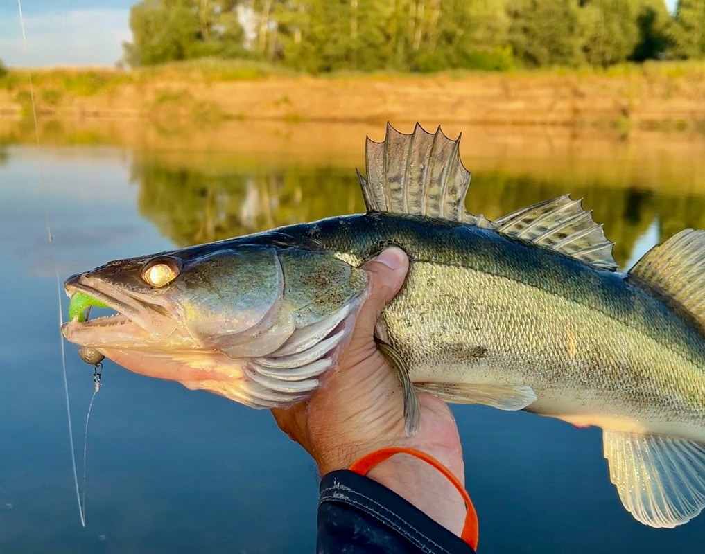 Фото с сайта: https://stalingradfishers.ru/wp-content/uploads/2023/08/rx1szxmgbuo.jpg