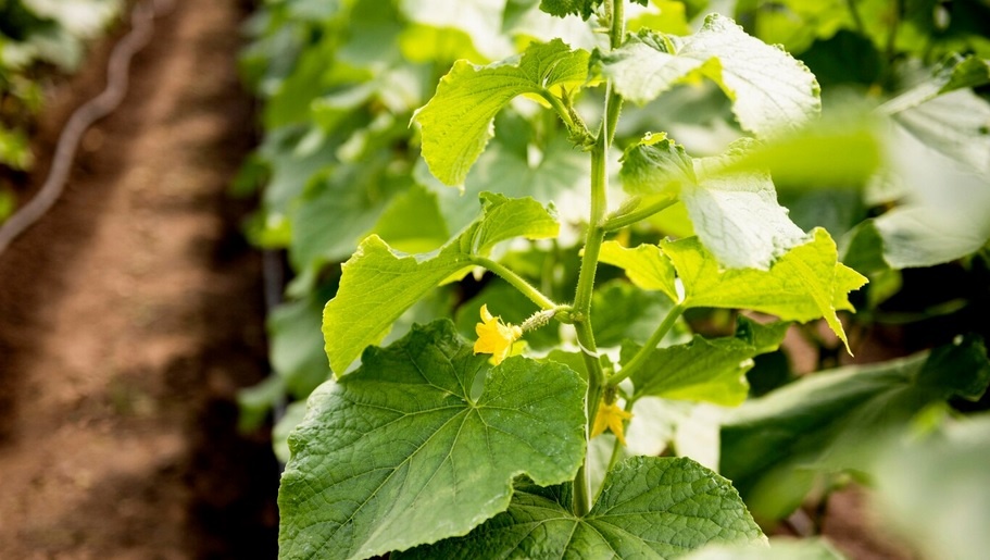 Защита огурцов, мульчирование, рыхление, прореживание, полив, прищипка, опыление