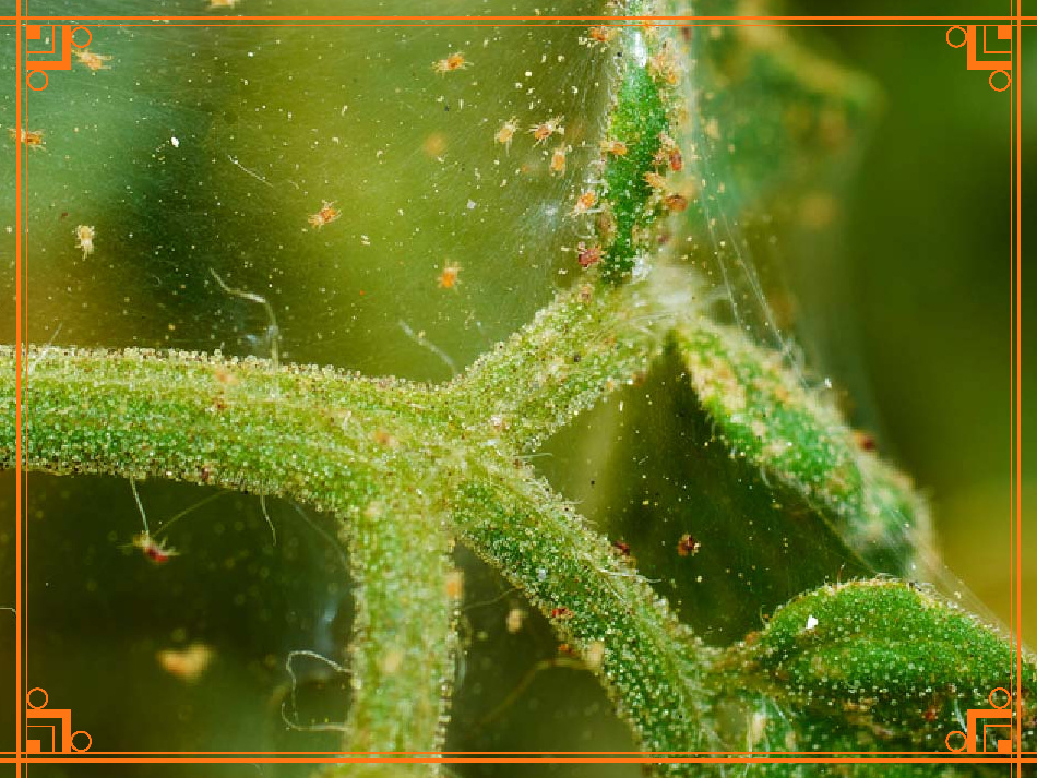 Фото из интернета. Как выглядит паутинный клещ в теплице