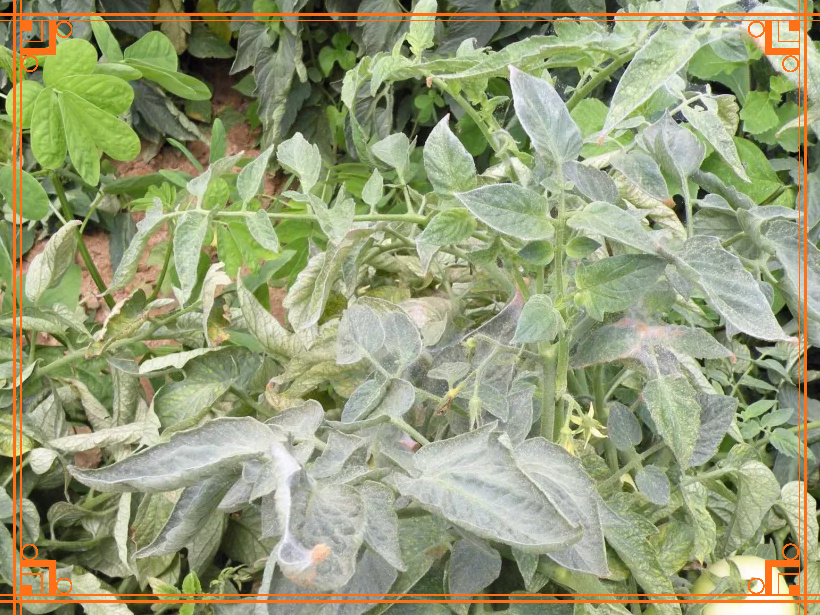 Фото из интернета. Как бороться с паутинным клещем на помидорах, огурцах.