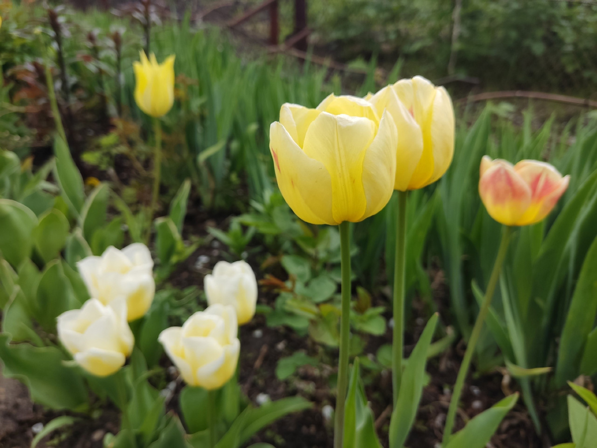 Главное - не прокараулить и вовремя выполоть: два больных тюльпана