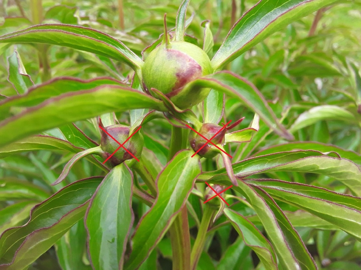 Следую при выщипывании вот такой схеме