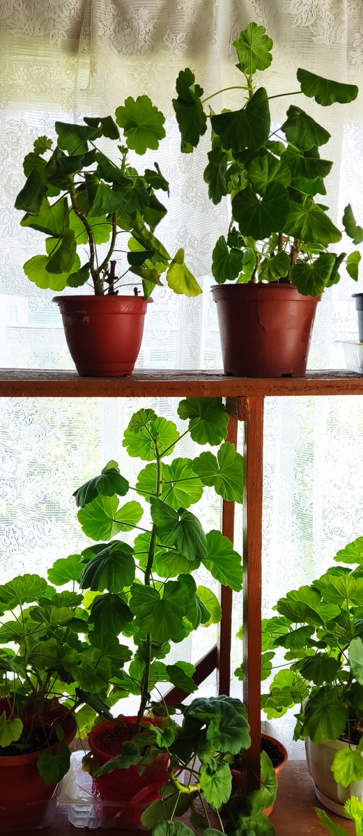 На первый взгляд созданы все условия для активного роста и пышного цветения: частный дом, летняя закрытая веранда с большими окнами, которые выходят на восточную и южную сторону. Но... Пеларгонии не оценили. 