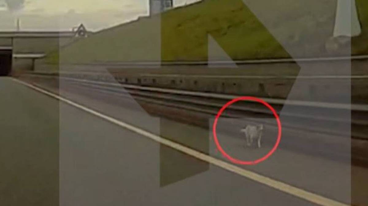    Фото: Телеканал РЕН ТВ / Telegram