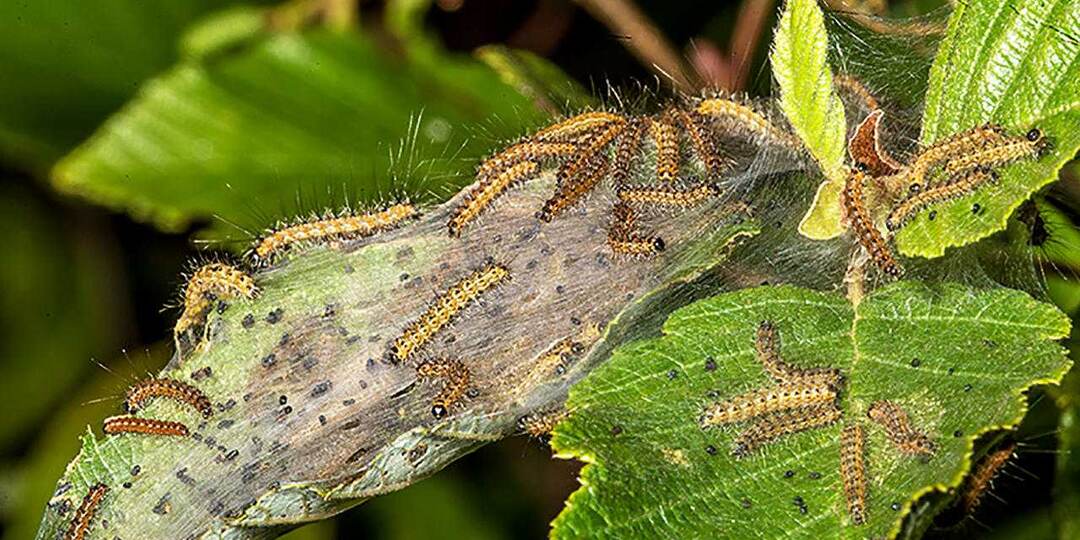 Июньские вредители сада и препараты для борьбы с ними
