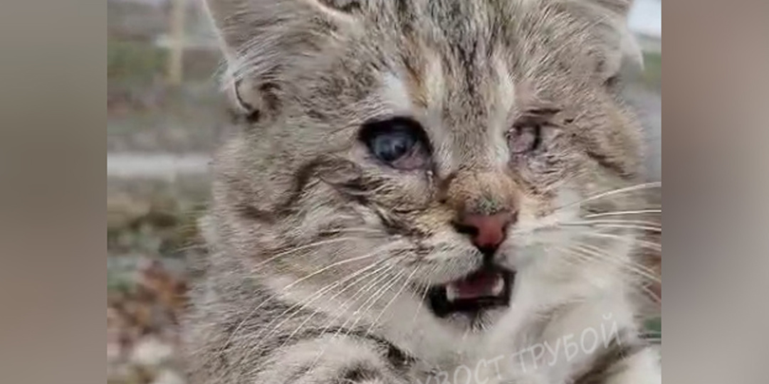 Дети нашли слепого котёнка и умоляли взрослых ему помочь.