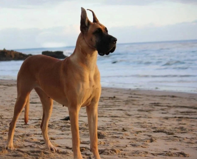 Вот такой добродушный и ласковый собачёночек.У него была своя комната,свой диван и спал он под картой звёздного неба на своей любимой подушечке..