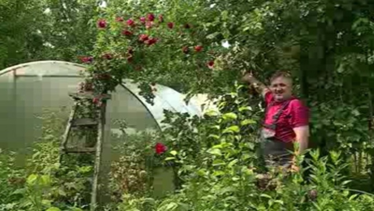    Тихий оазис в центре шумного города: курская династия более ста лет выращивает уникальные цветы