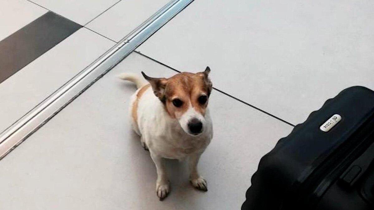 Фото: t.me/pulkovo_led