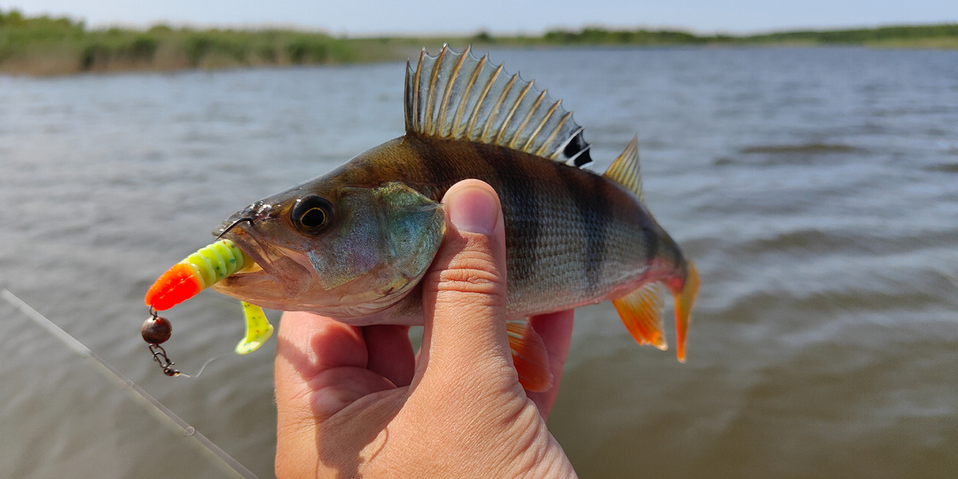 Записки рыбака: как прошёл мой день на водоёме