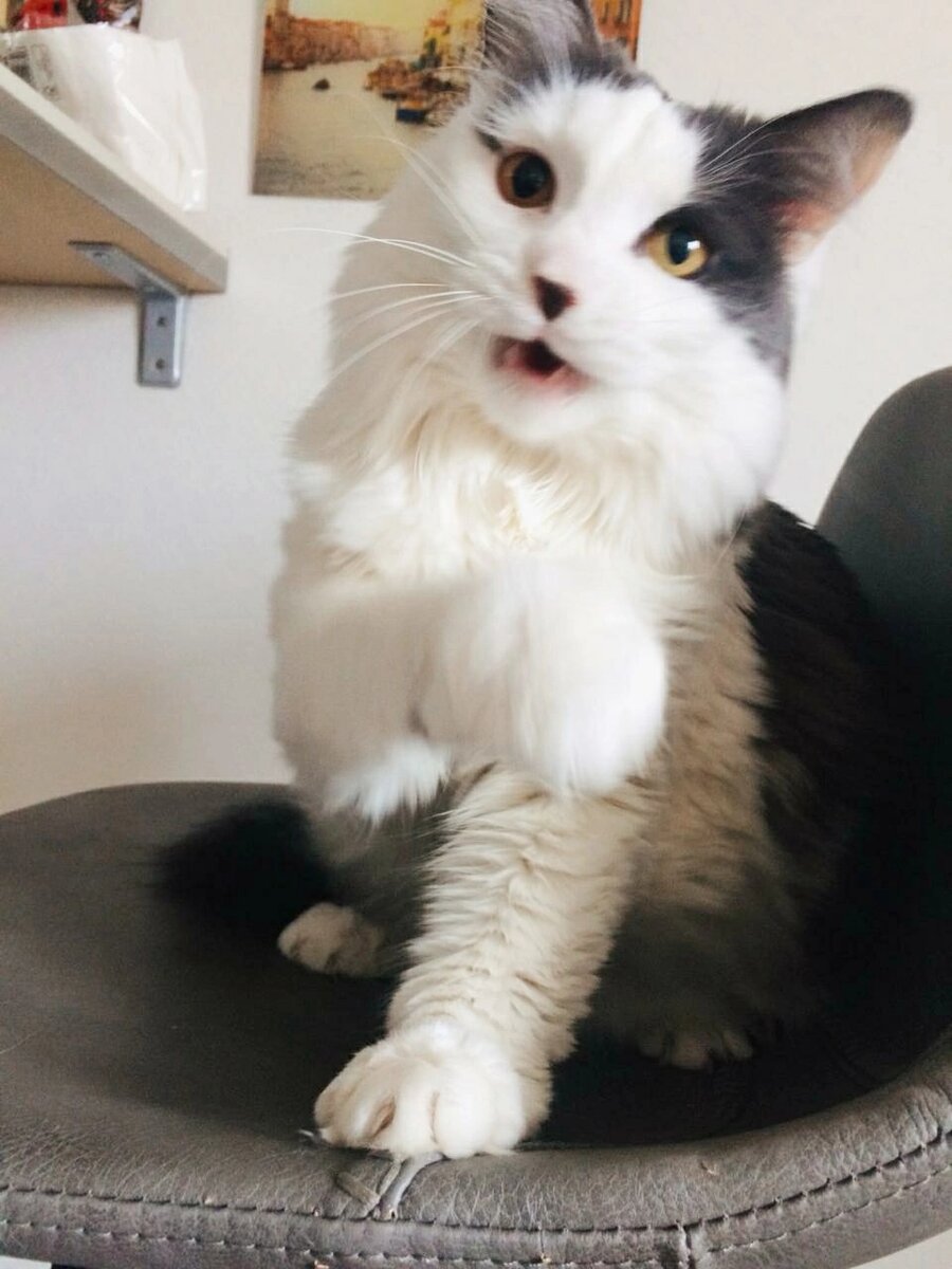 Мрррмяяяу дай рублик.....