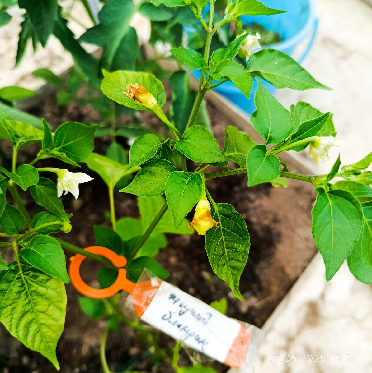 Острый перец Жгучий блондин