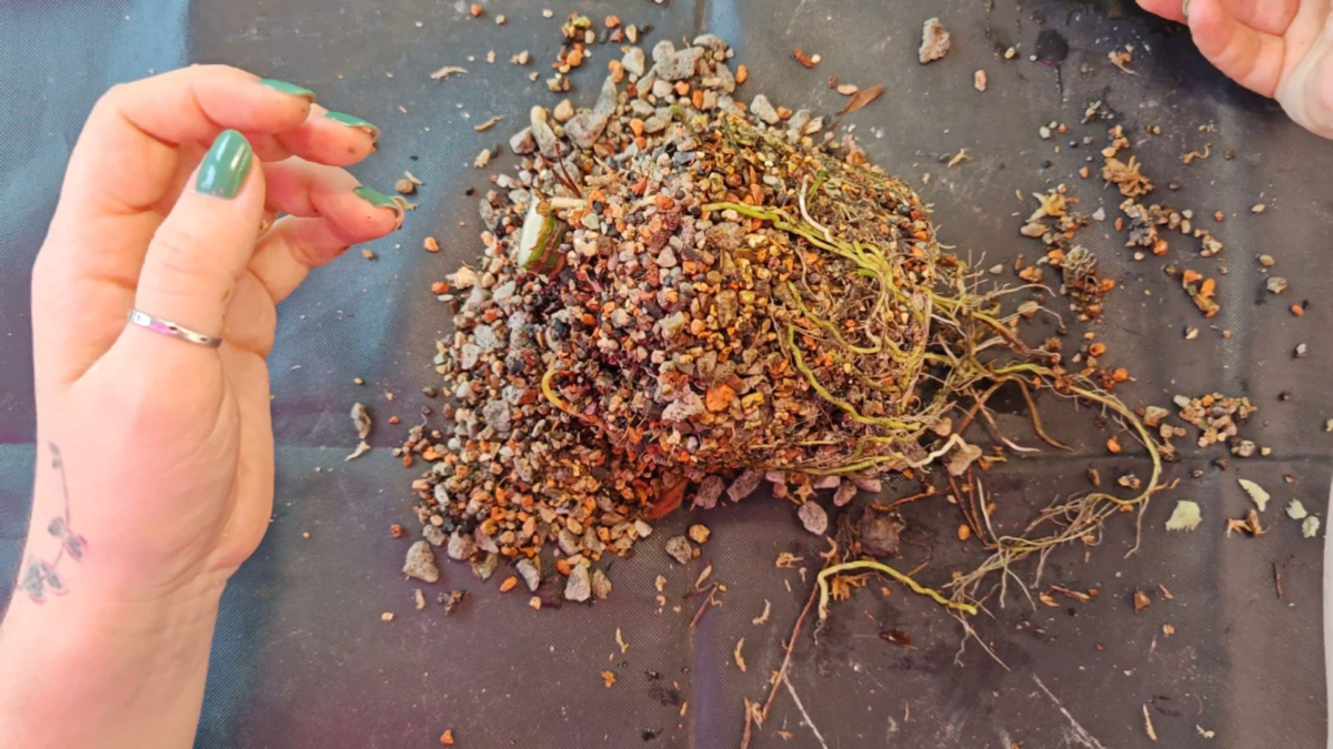 'низ' алоказии кукулата. Верх был снят воздушной отводкой