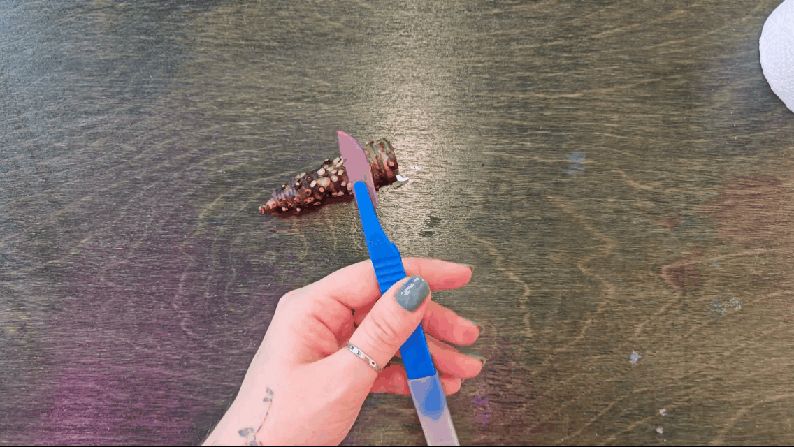 Дезинфицирую скальпель