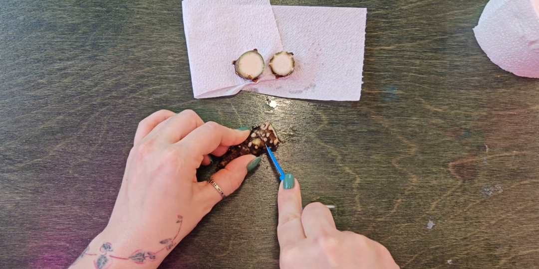 Размножение алоказии шайбочками: личный опыт + лайфхаки