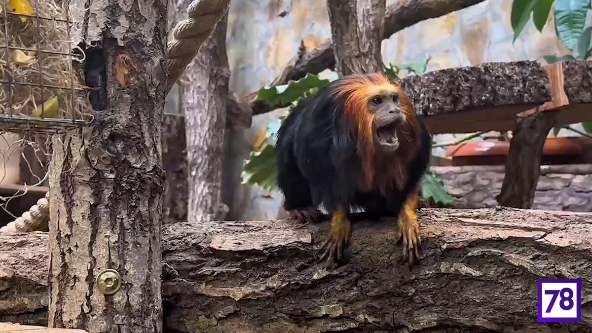    Фото: пресс-служба Ленинградского зоопарка