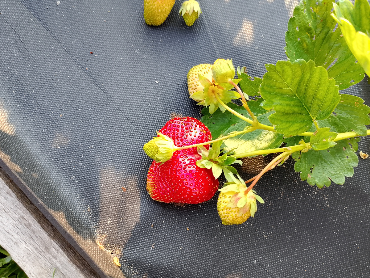 Ягоды не растут быстро. И дождь поливает, и солнце не жаркое. Какие-то сорта поздние. В июле поспеют. 