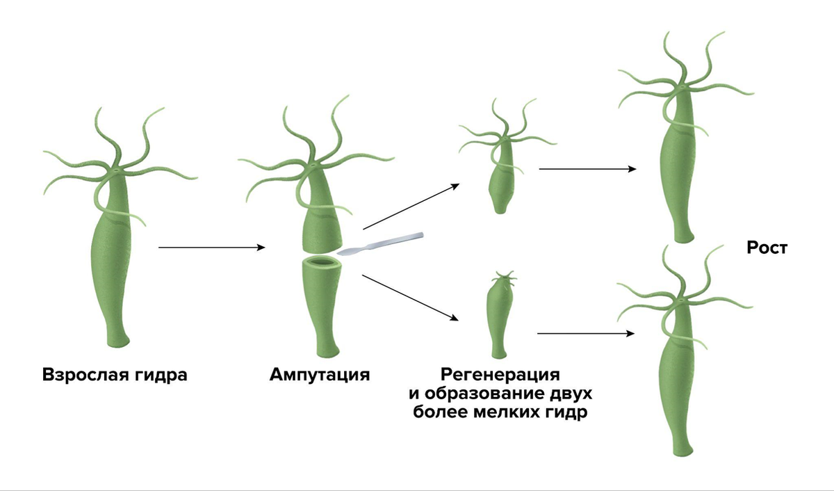 Морфаллактическая регенерация. Когда гидру разрезают пополам, из каждой половинки получается новое животное — вдвое меньшее, чем исходное. И только потом они вырастают до размеров «материнской» особи.