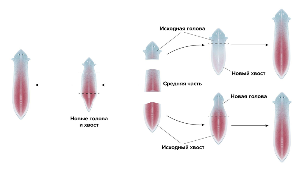 Регенерация планарии. На первый взгляд это типичная морфаллактическая регенерация, но есть в ней и черты эпиморфоза.