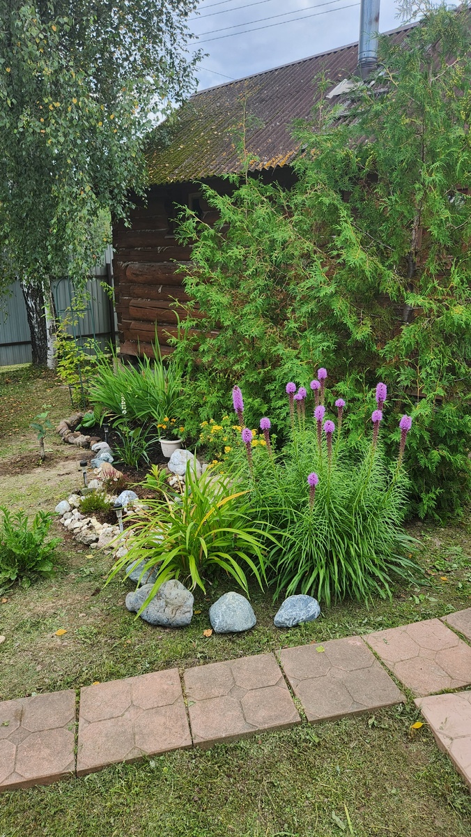 Мак, который вне клумбы, был пересажен. Но в этом году здесь снова взошли маки).