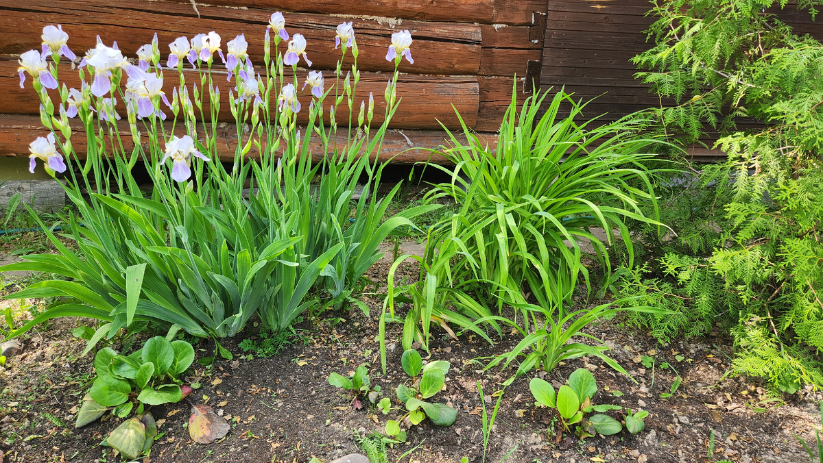 Как вовремя я пишу эту статью! Попала на цветение этих замечательных цветов! Здесь же рядом лилейник,и баданы, о которых ниже написано.
