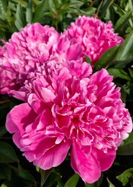 Какое начало лета без пионов?