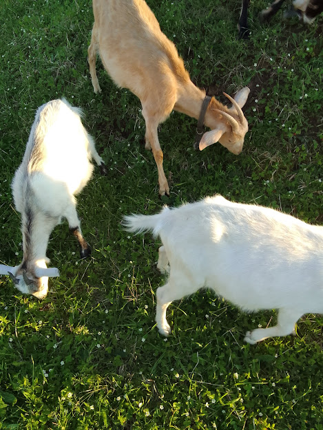 Козлята в земляничнике как в галактике с маленькми звездочками. Ступают аккуратно, ни одной "звездочки" не задели)