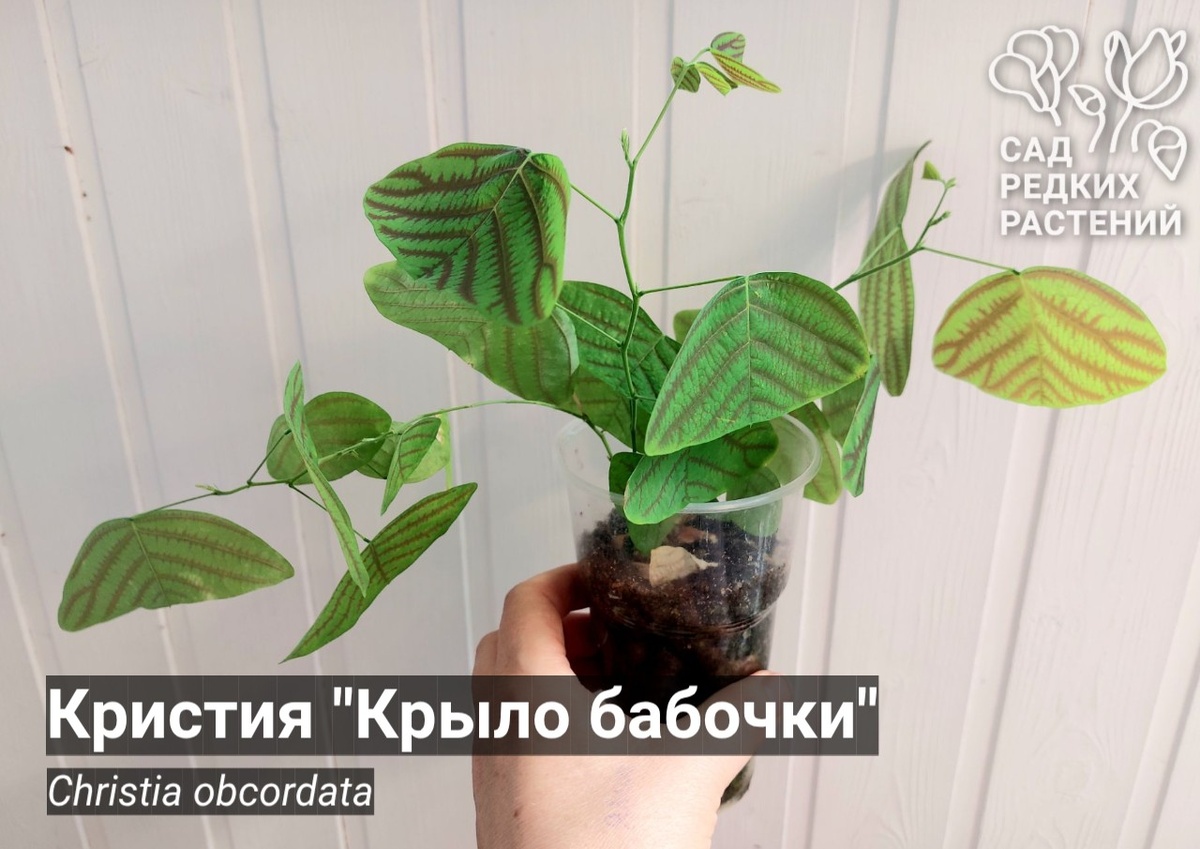 Кристия "Крыло бабочки" Christia obcordata