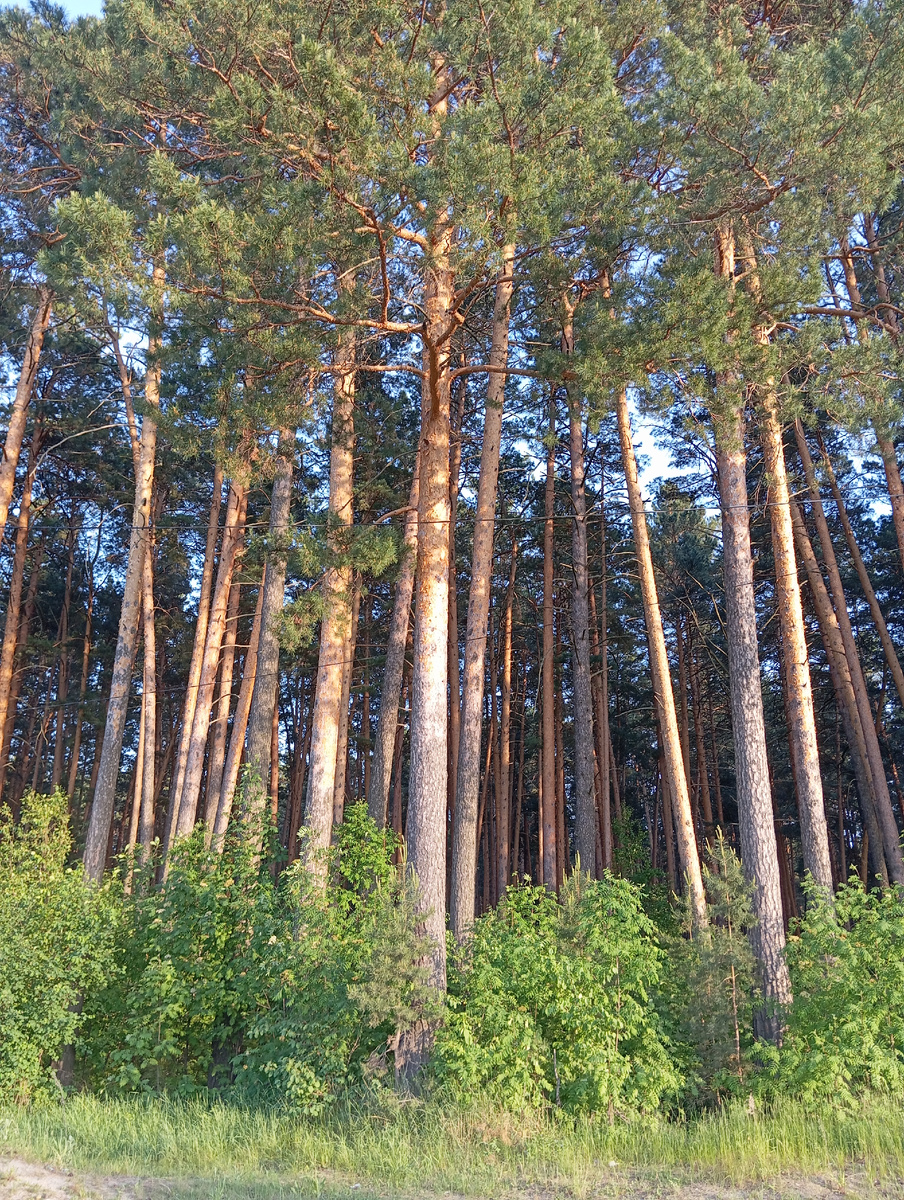 Парк посреди деревни. 