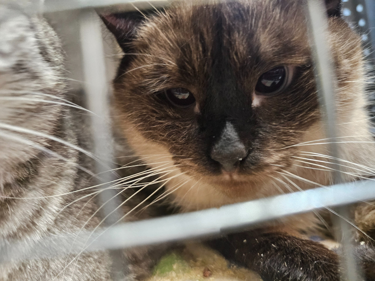 Фото автора.  Наш заболевший фип.