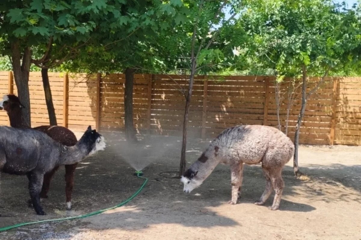    Душ для альпак и лам устроили в ЦПКиО – питомцы довольны