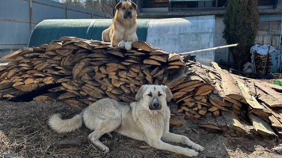 🐾 Двойной привет от Даяны и Шанса! Два хвоста — двойная радость!