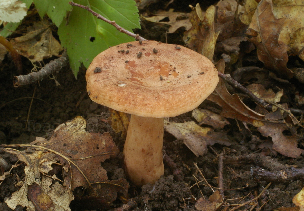 Внешность, прямо скажем, не сильно развлекательная (фото И.Лебединского)