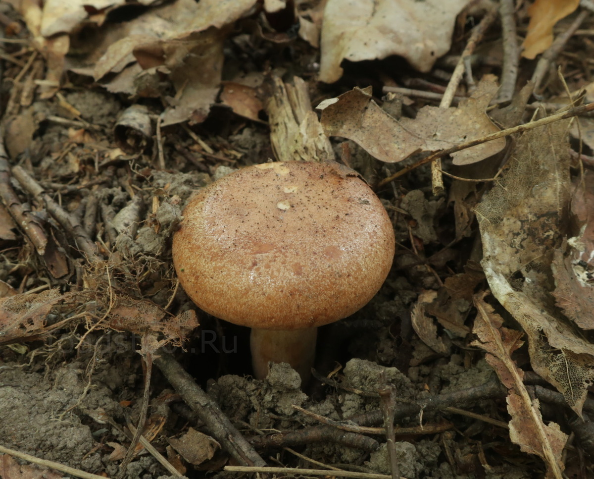 Здесь гриб похож на жутко едкий Lactarius pyrogalus, но внешность обманчива (фото И.Лебединского)