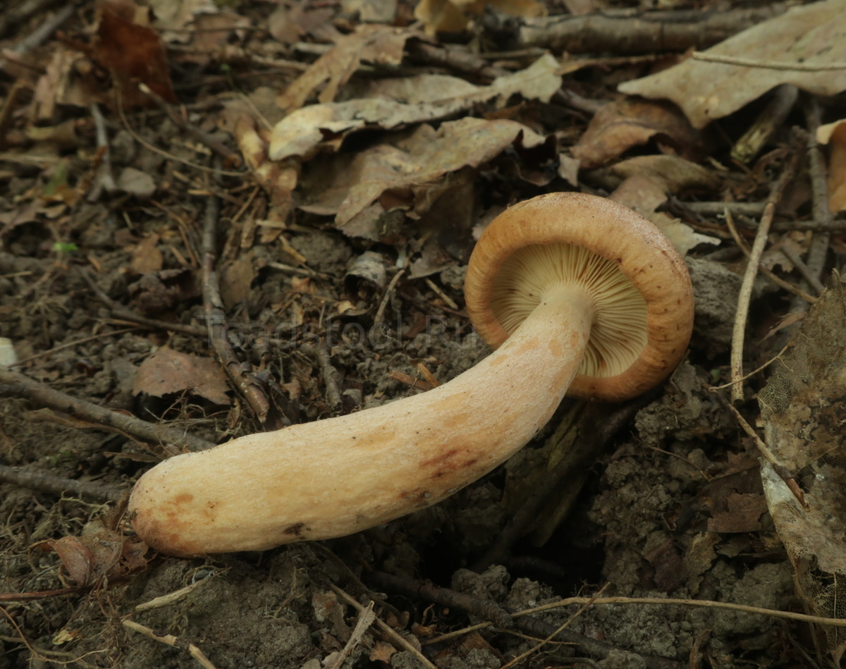 Почва черная, пышная - нога уходит очень глубоко (фото И.Лебединского)