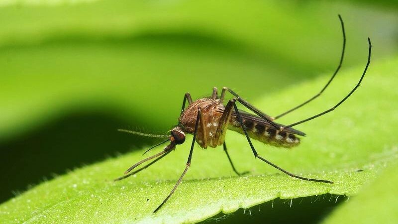    Фото: jiade/Shutterstock/Fotodom