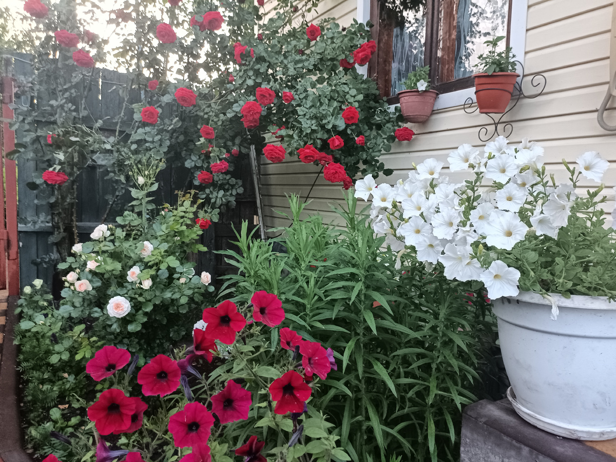 Мое хобби, мое спасение и радость