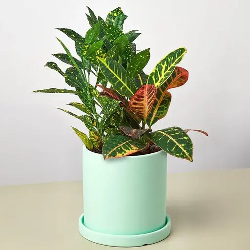   Комнатный цветок кротон и уход за ним Мария Казённова