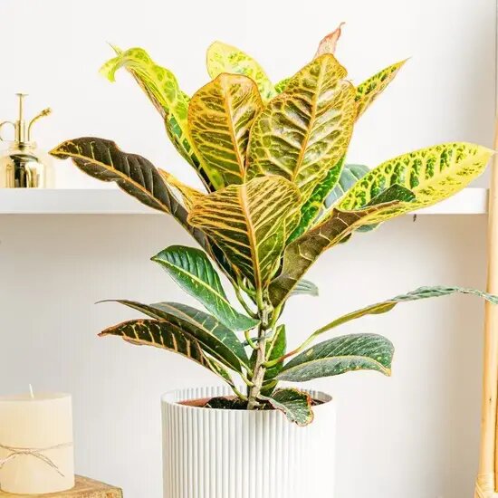   Кротон. Уход в домашних условиях Мария Казённова