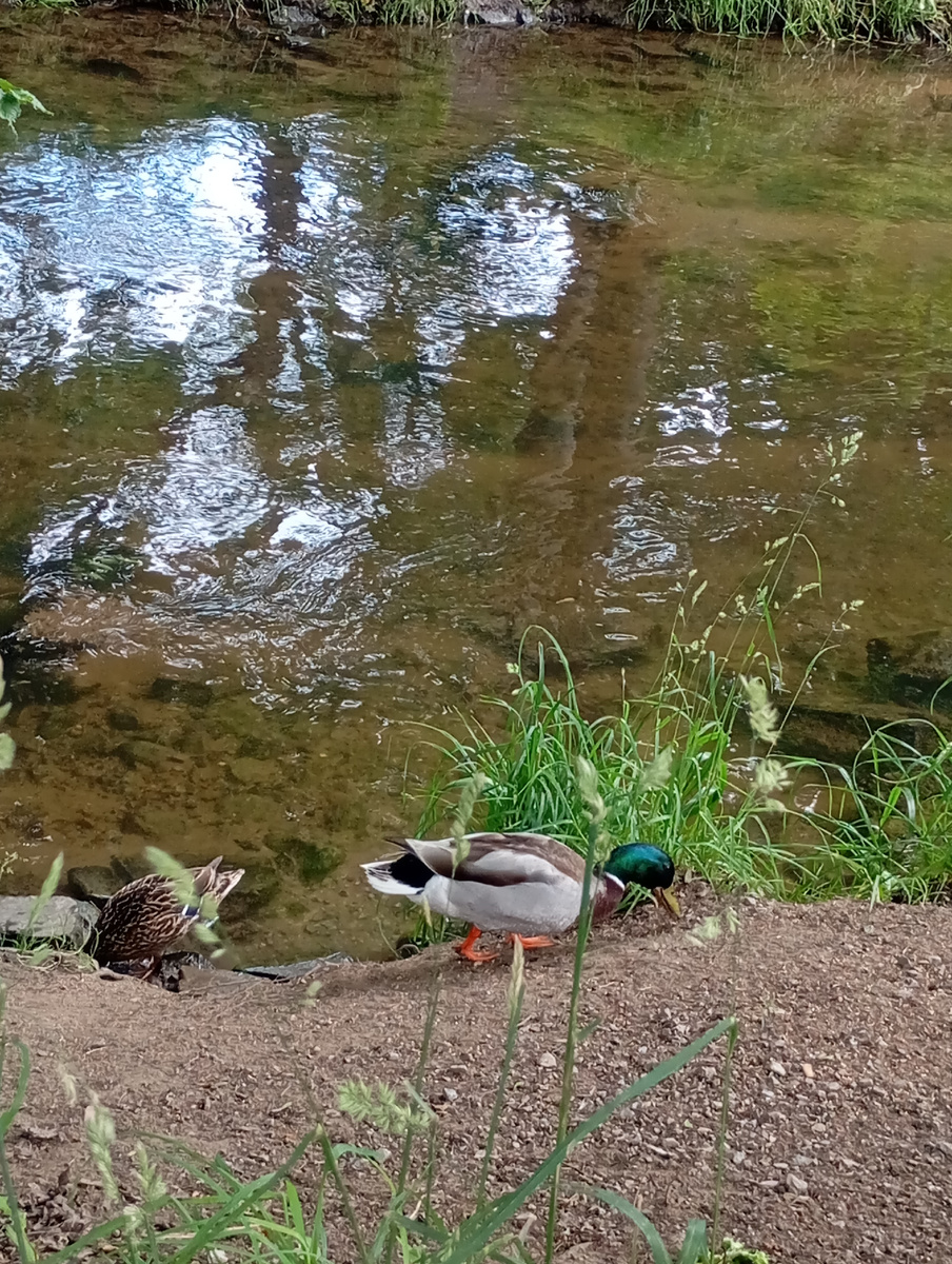 Утки набирают камушки в рот