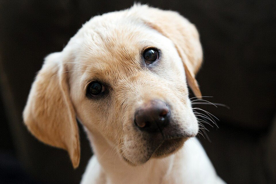 Умные собаки так делают гораздо чаще