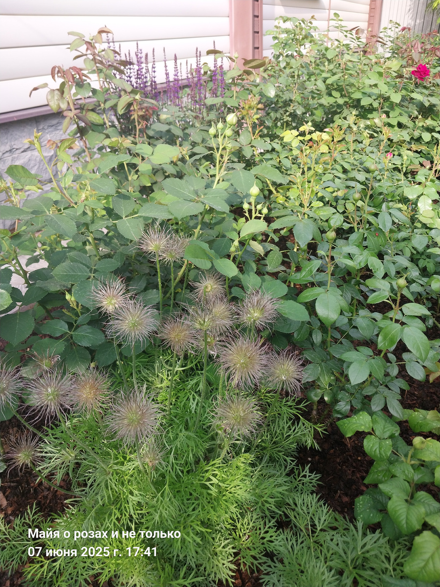 Спереди отцветший прострел