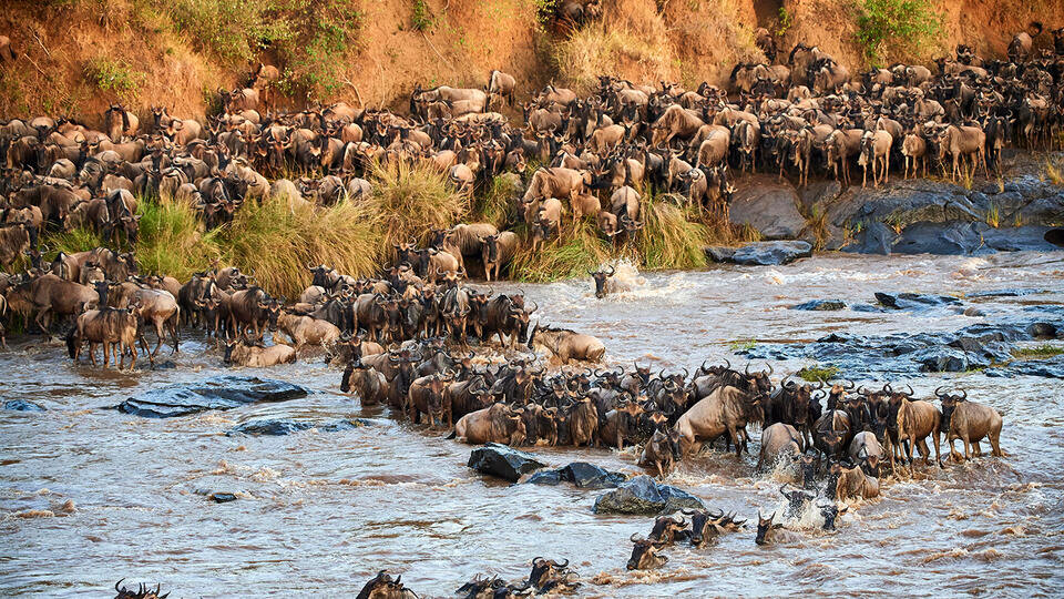 Фото: © www.globallookpress.com/Eric Baccega/http://imagebroker.com/#/search/