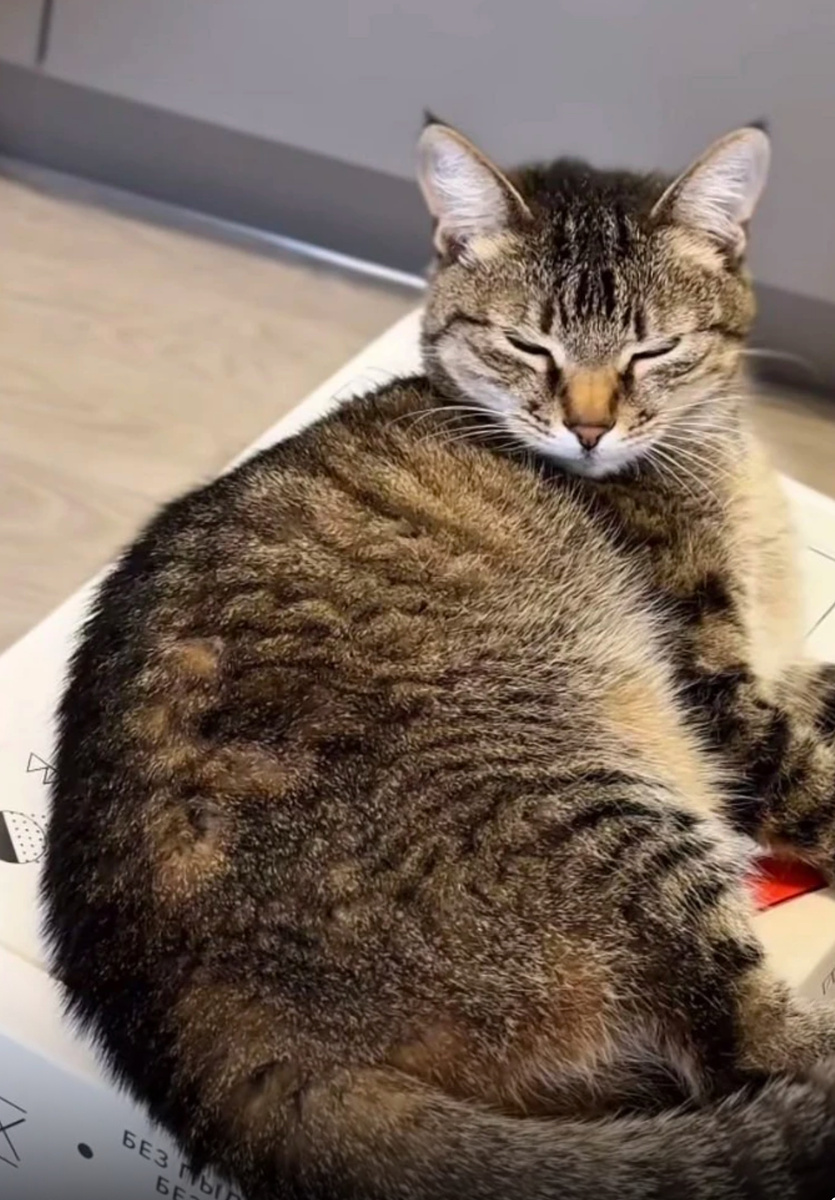 Лучший одноразовый лоток от KiTiBOX 