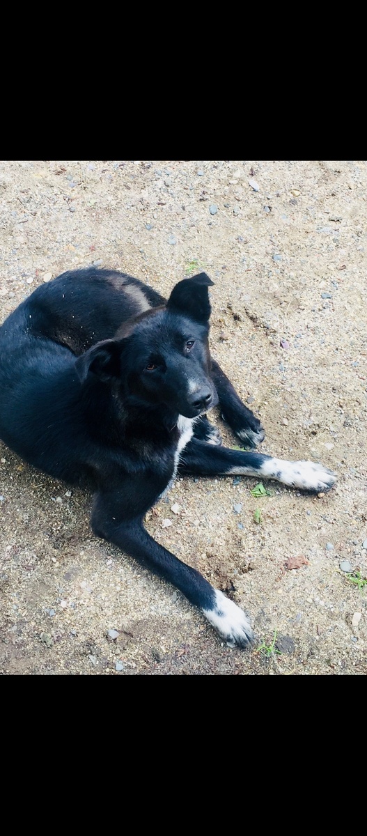 Наш Дружок 🐶