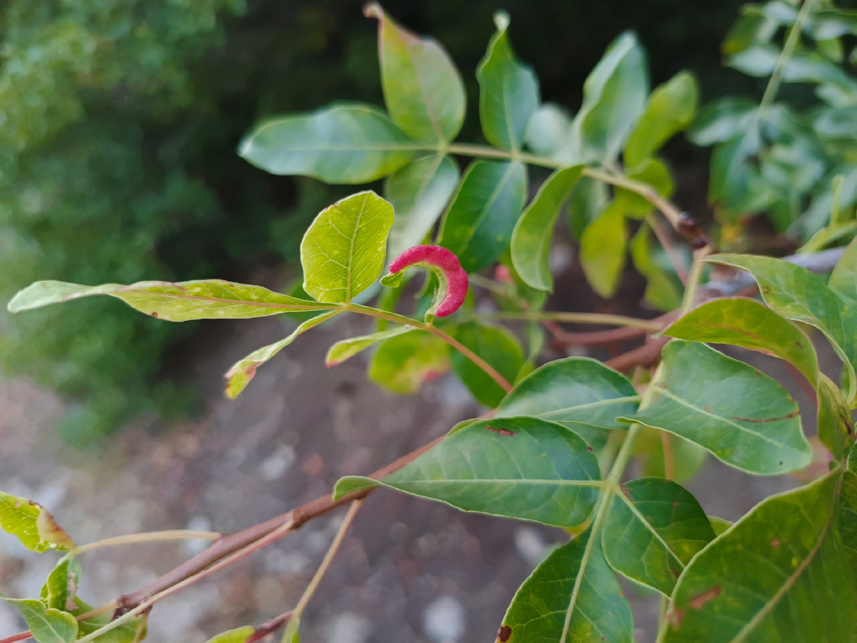 Фисташка туполистная  в  период  цветения 